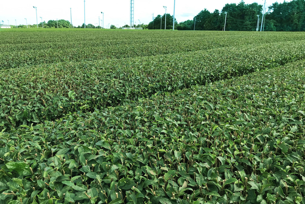 ドライデーツと白いお皿