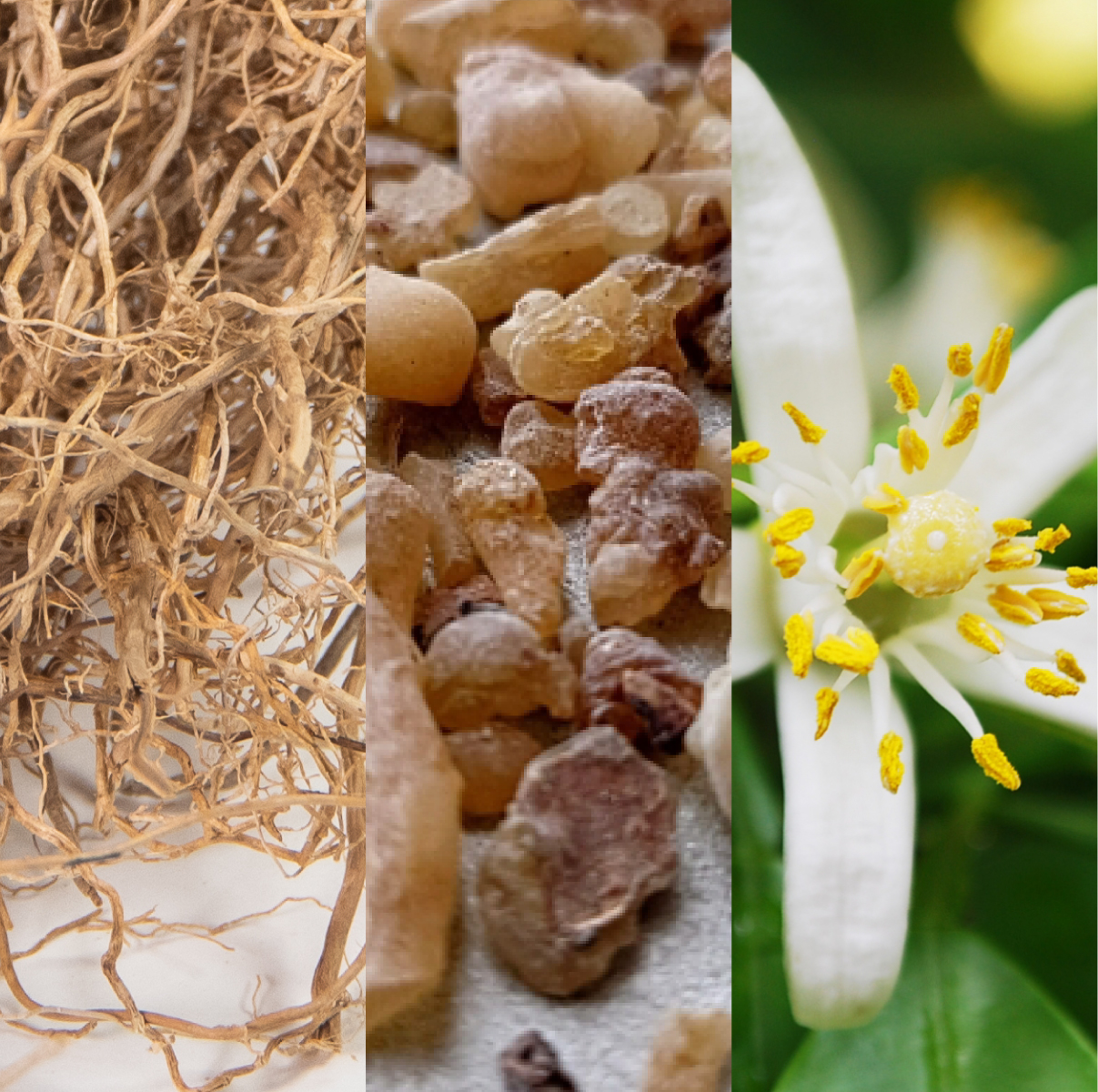 コアシールドクリーム(守)の商品ページ | WELLC公式オンラインストア